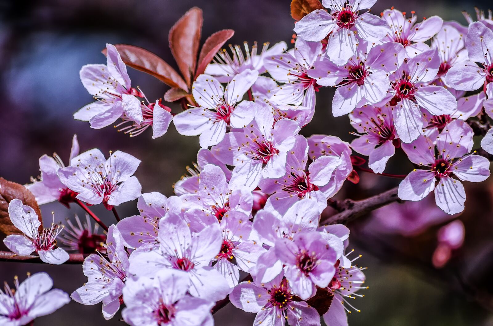Nikon D5100 sample photo. Spring, flower, sunshine photography