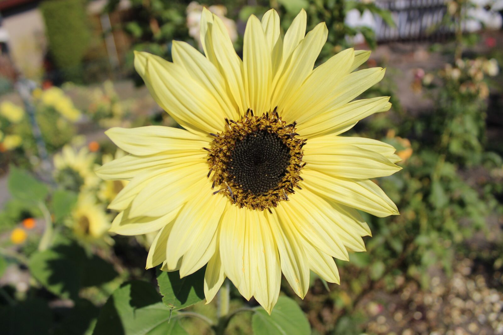Canon EOS 4000D (EOS Rebel T100 / EOS 3000D) sample photo. Sunflower, nature, garden photography