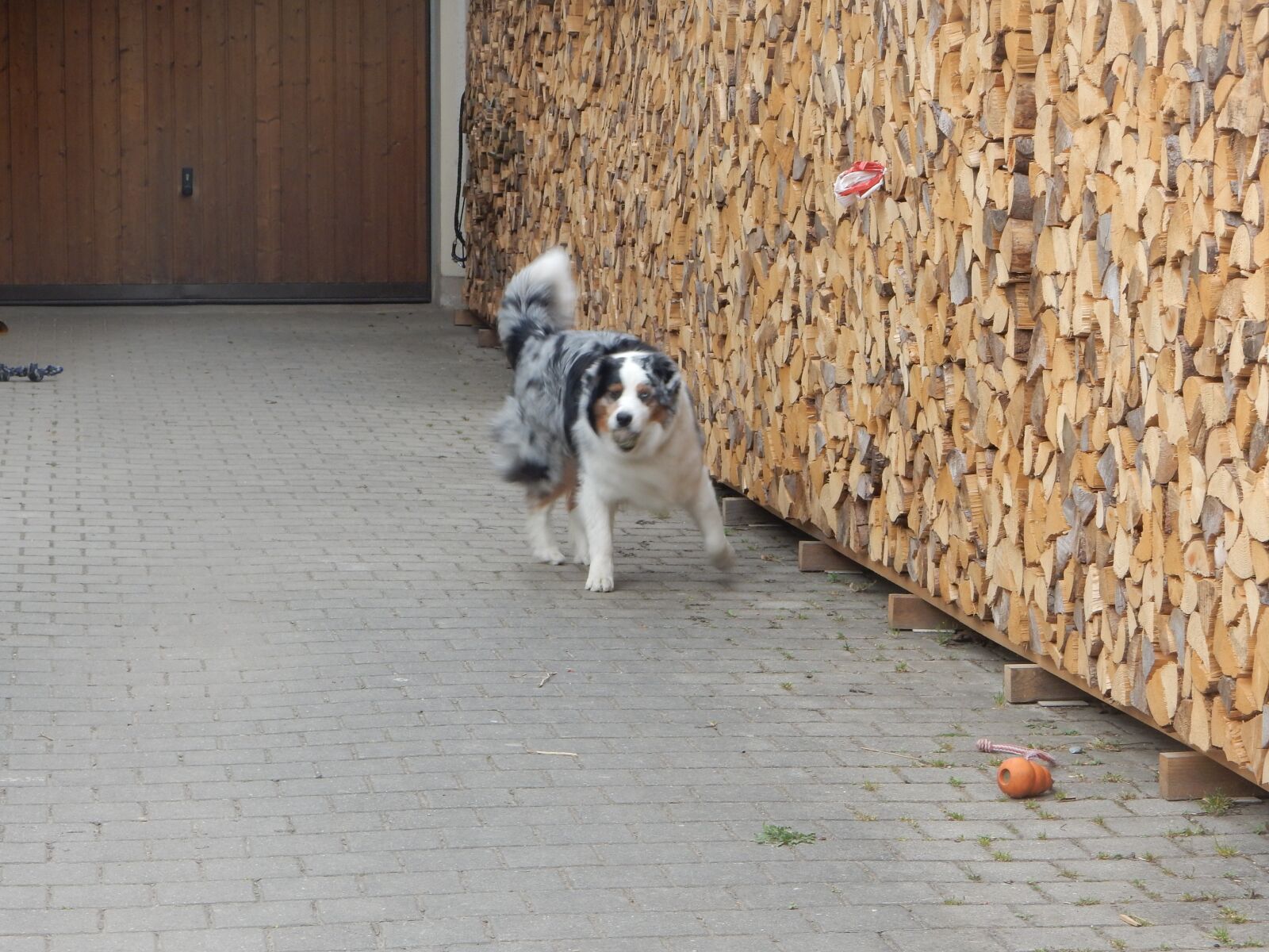 Nikon Coolpix S9700 sample photo. Dog, image, australienshepert photography