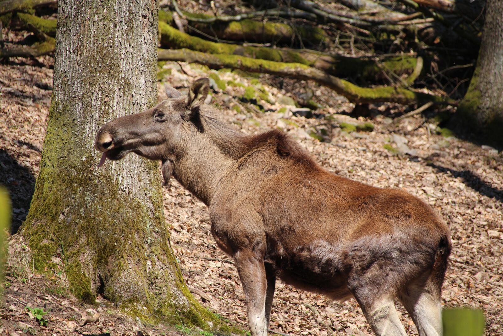 Canon EOS 650D (EOS Rebel T4i / EOS Kiss X6i) sample photo. Moose, wild, animal world photography