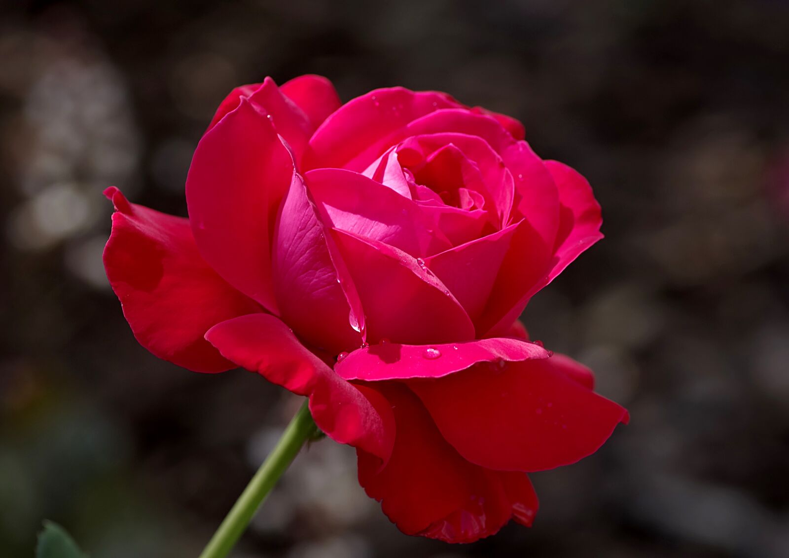 Pentax K-S2 sample photo. Rose, bright red, red photography
