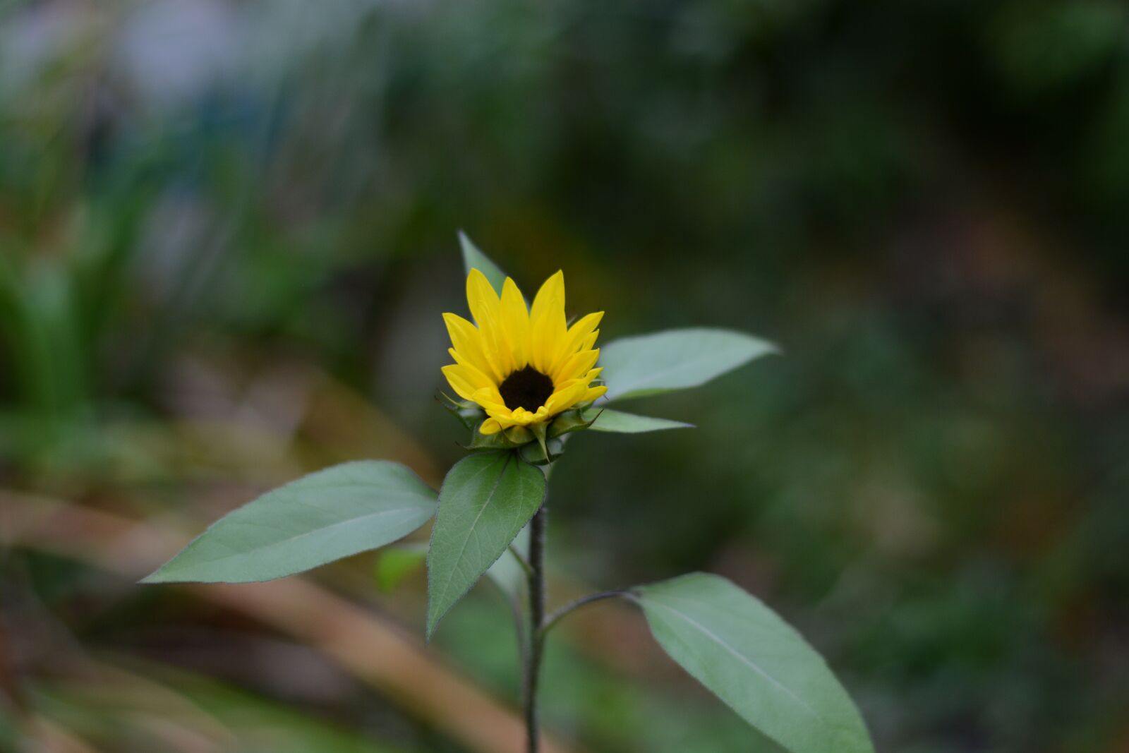 Nikon D7100 sample photo. Flower, yellow, summer photography