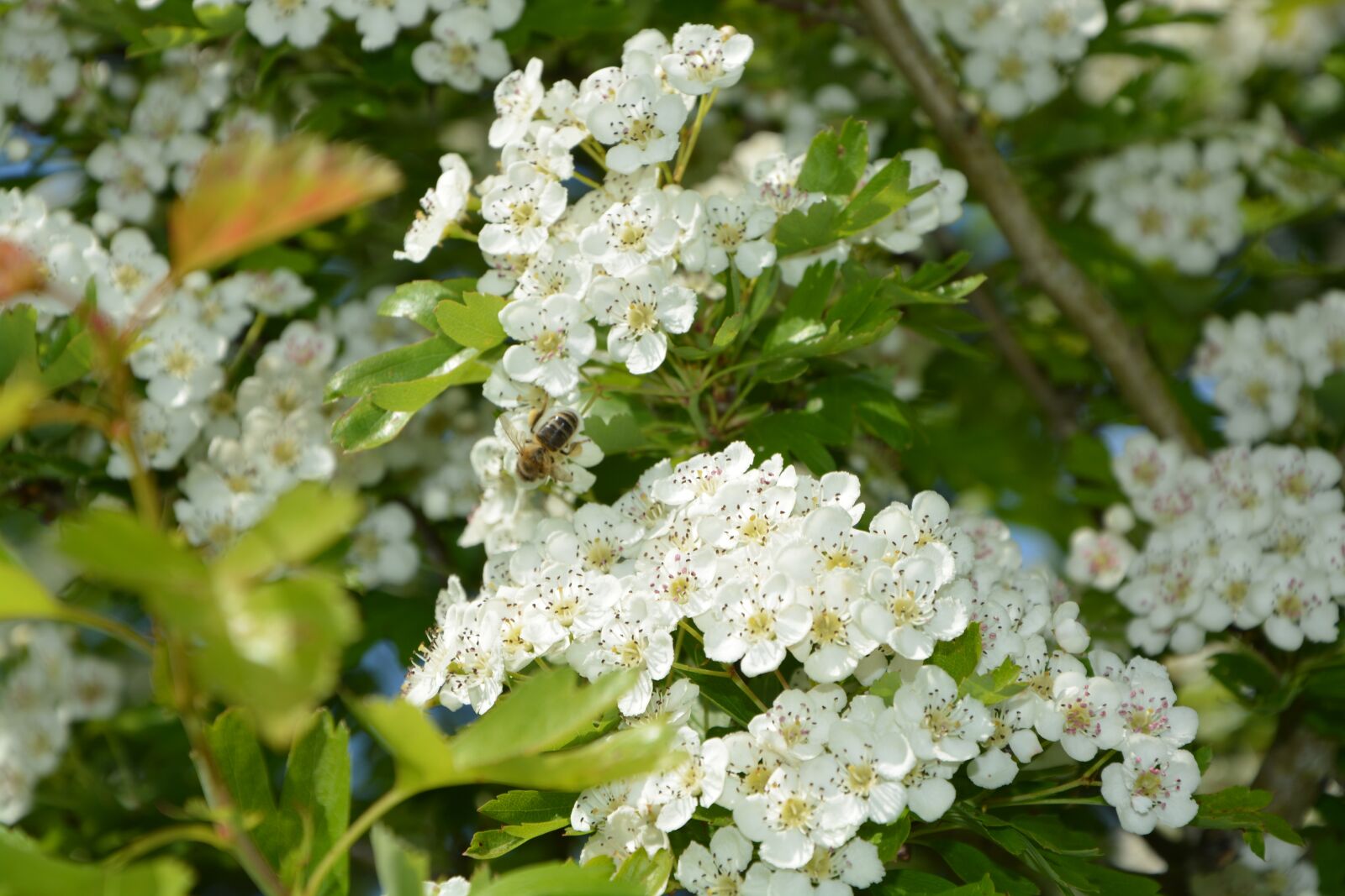 Nikon D5200 sample photo. Flowers, leaves, hawthorn photography