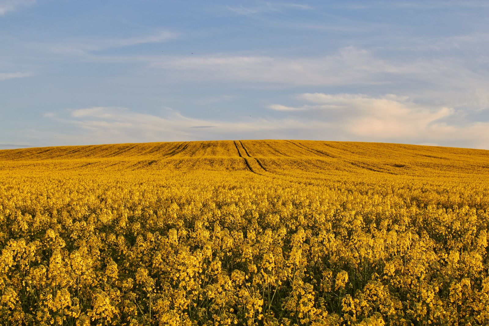Canon EOS 60D sample photo. May holidays, spring, rapeseed photography
