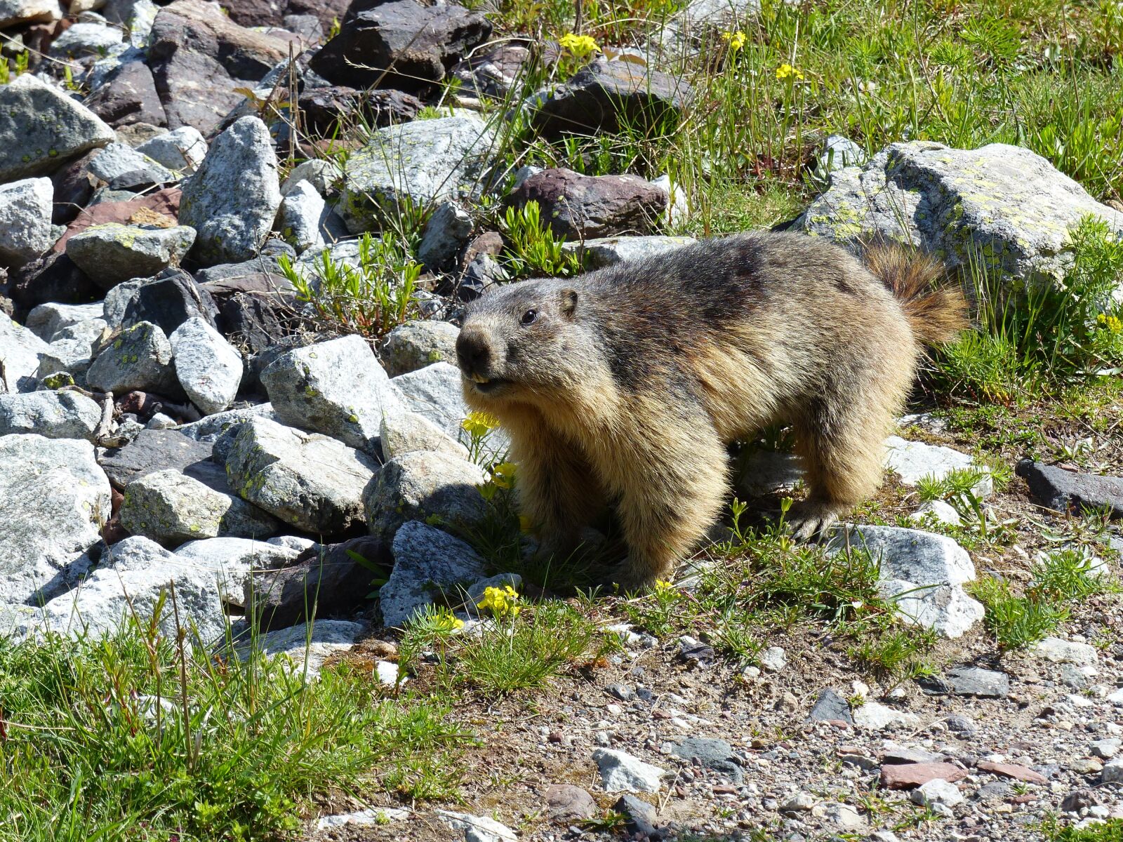 Panasonic Lumix DMC-FZ200 sample photo. Nature, marmot, mountain photography