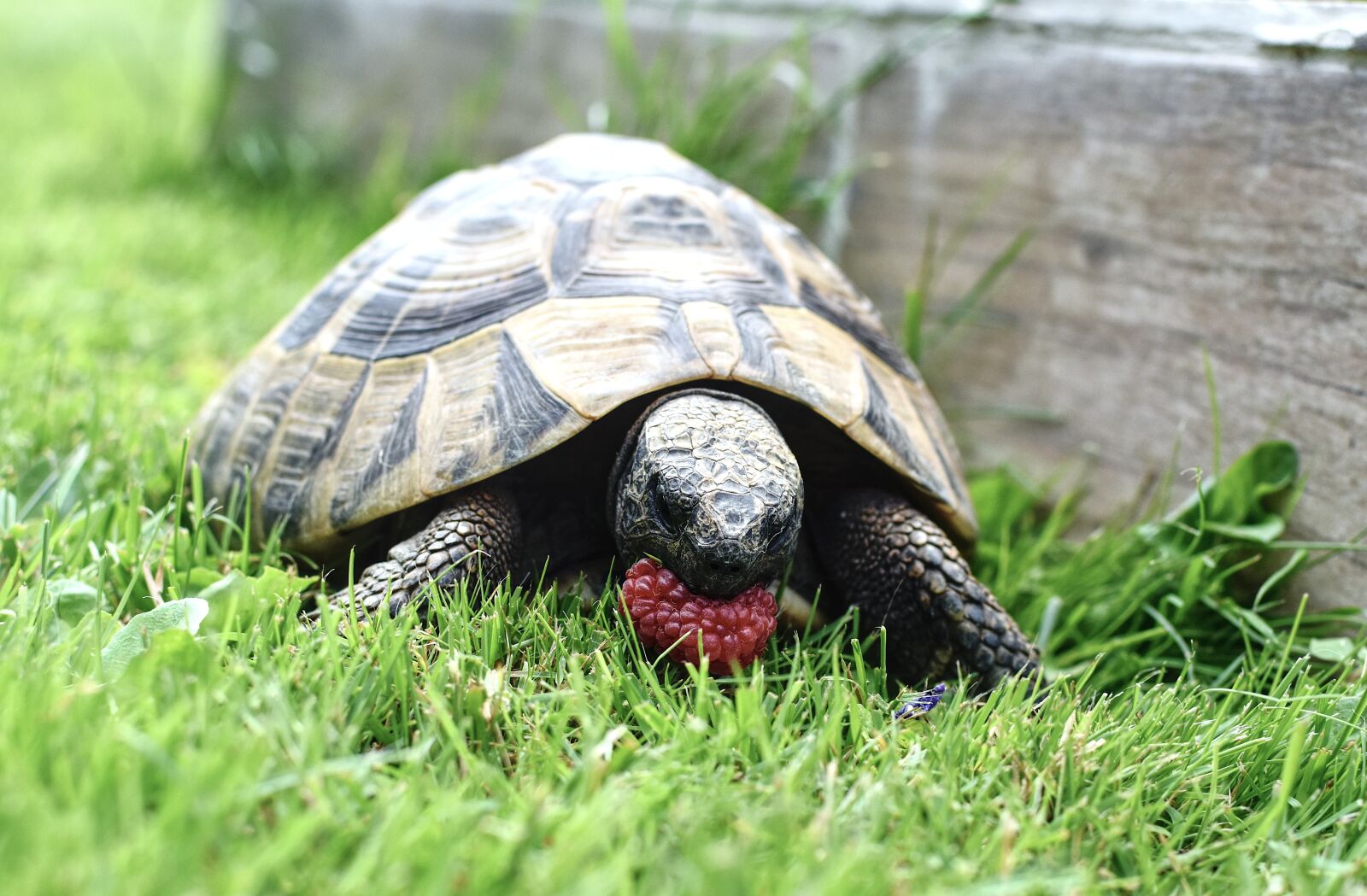 Nikon D3500 sample photo. Turtle, greek tortoise, meadow photography
