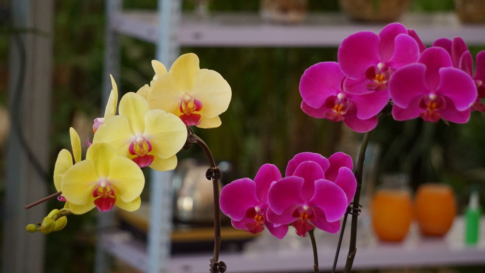 Sony Alpha a5000 (ILCE 5000) + Sony E 55-210mm F4.5-6.3 OSS sample photo. Phalaenopsis, color, yellow purple photography