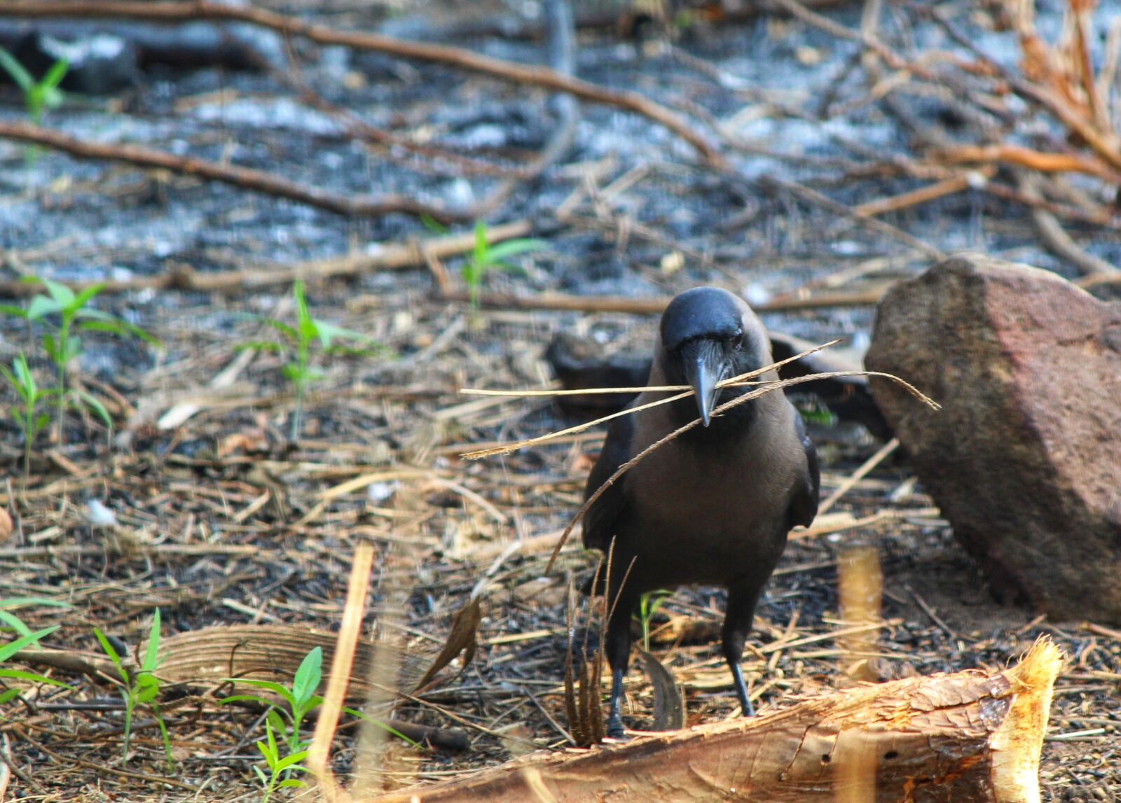 Canon EOS 1300D (EOS Rebel T6 / EOS Kiss X80) sample photo. Bird, nature, wildlife photography
