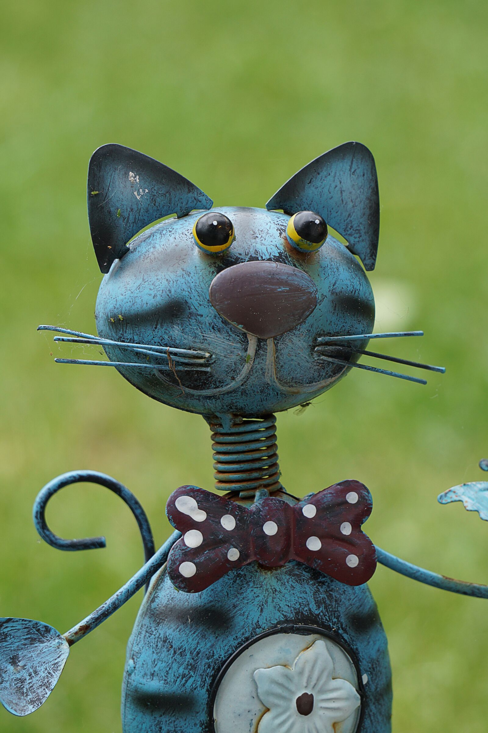 Sony a5100 sample photo. Cat, moustache, mieze photography