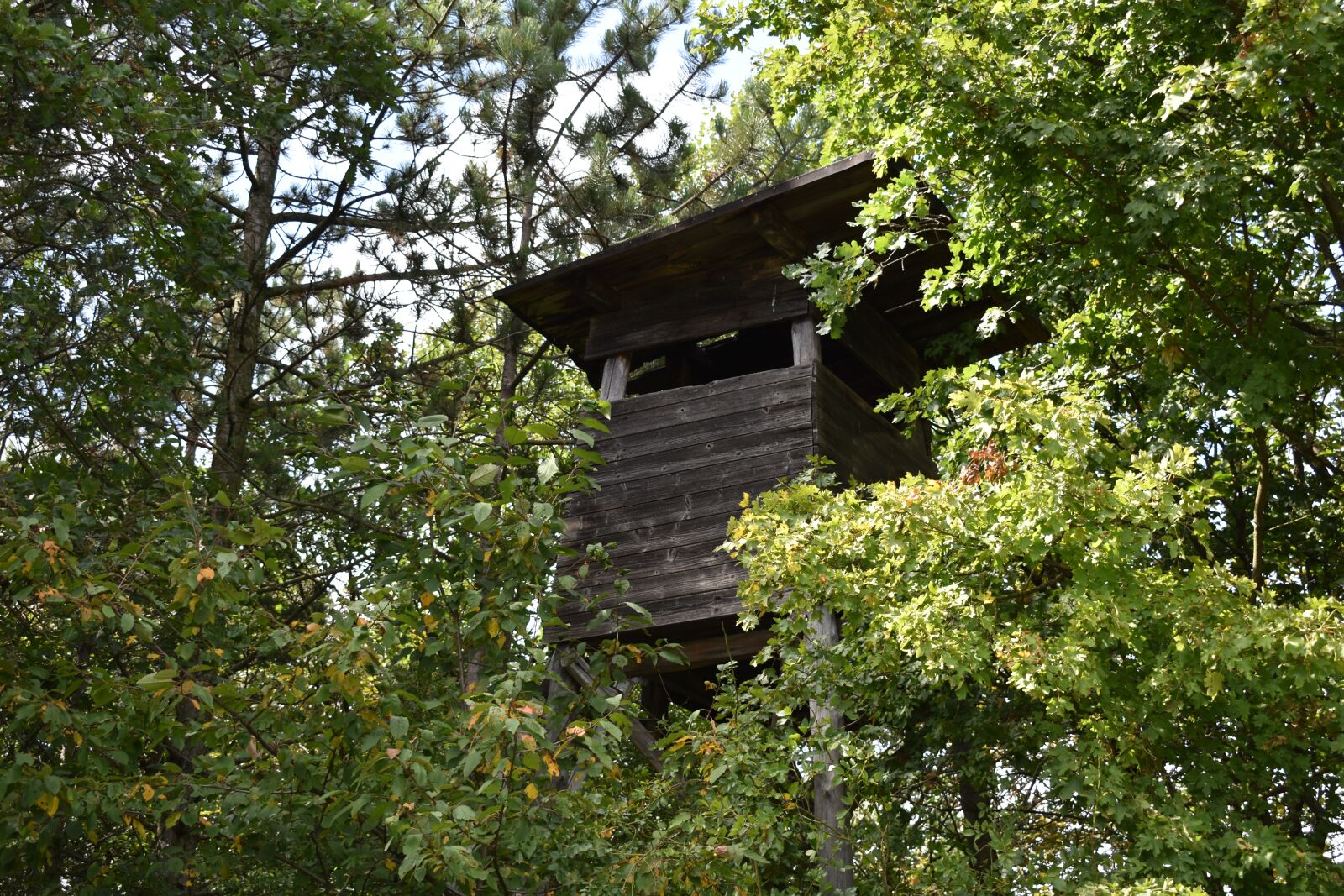 Nikon D3500 sample photo. Forest, landscape, trees photography