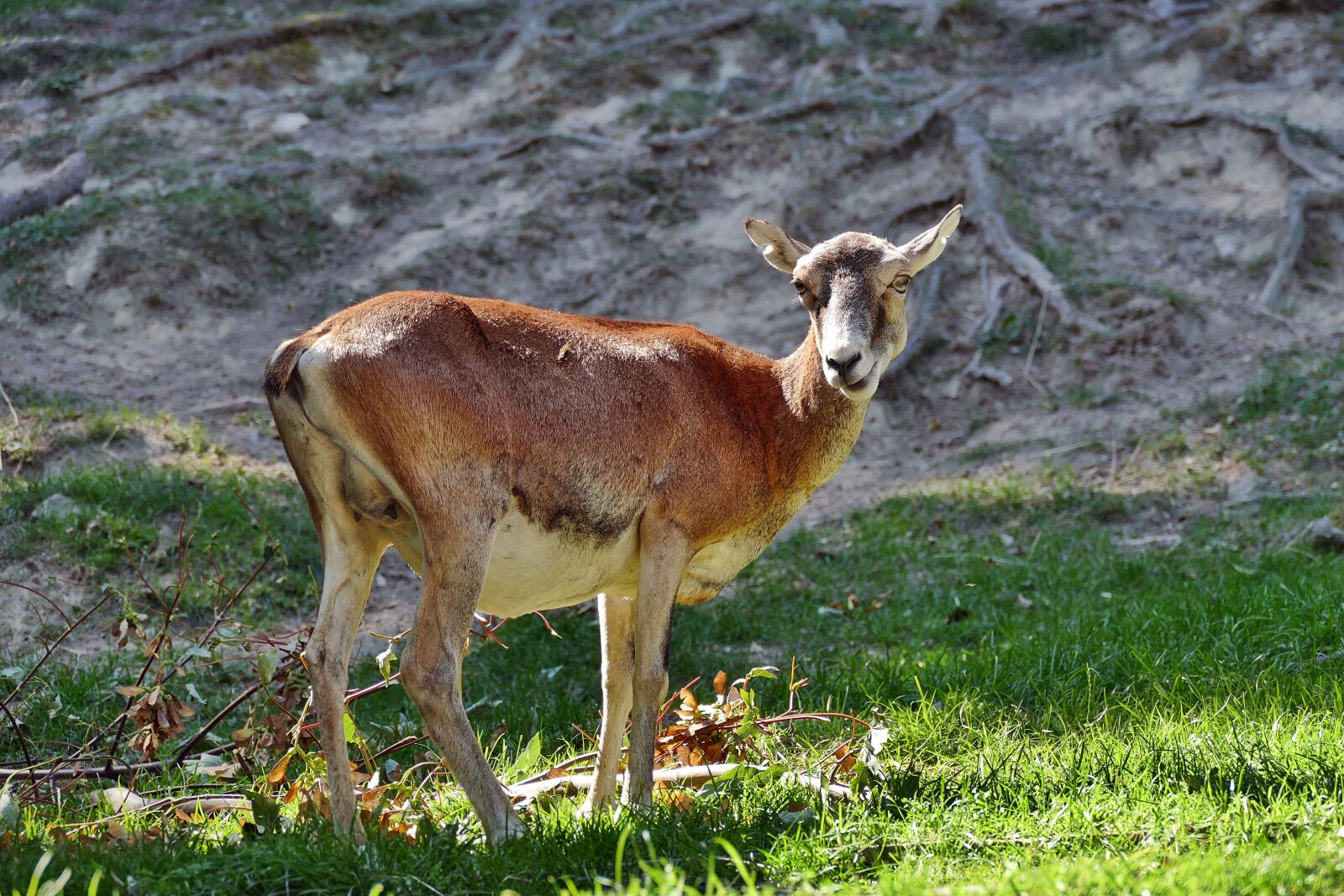 Panasonic Lumix DMC-FZ1000 sample photo. Mouflon, female, ovis musimon photography