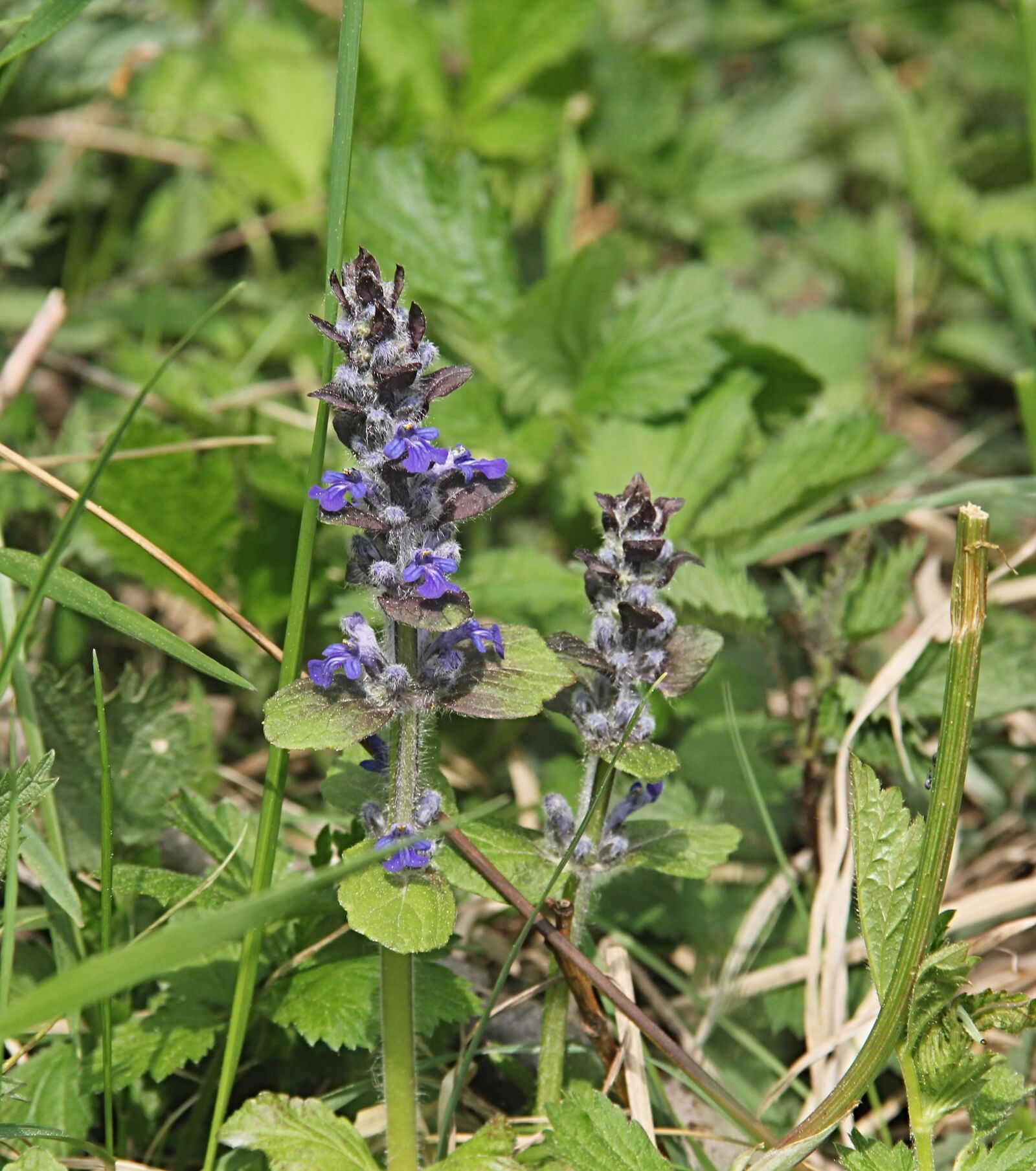 Canon EOS 550D (EOS Rebel T2i / EOS Kiss X4) sample photo. Ajuga reptans, flower, blue photography