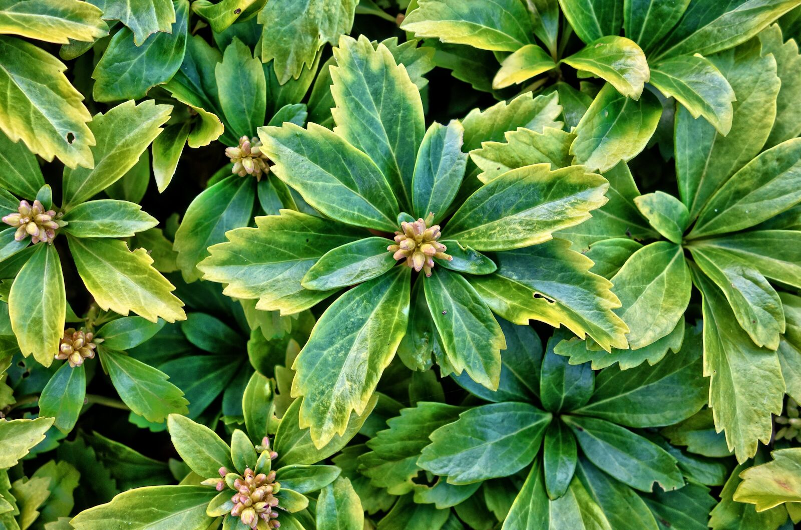Sony Cyber-shot DSC-RX100 sample photo. Succulent, plant, ground cover photography