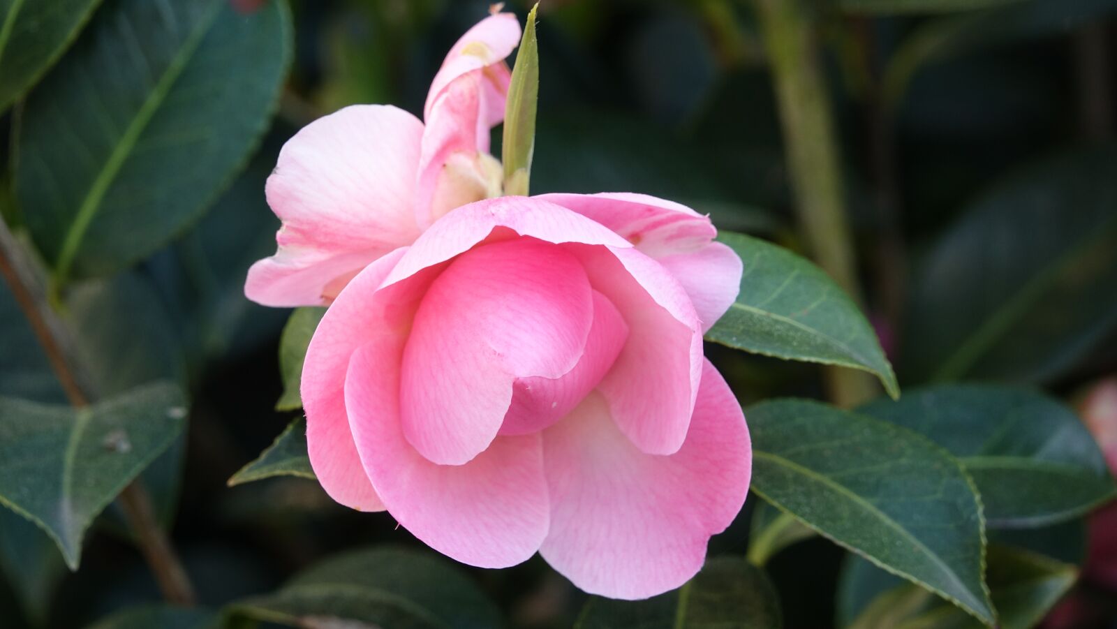 Sony Cyber-shot DSC-RX10 III sample photo. Flower, plant, nature photography