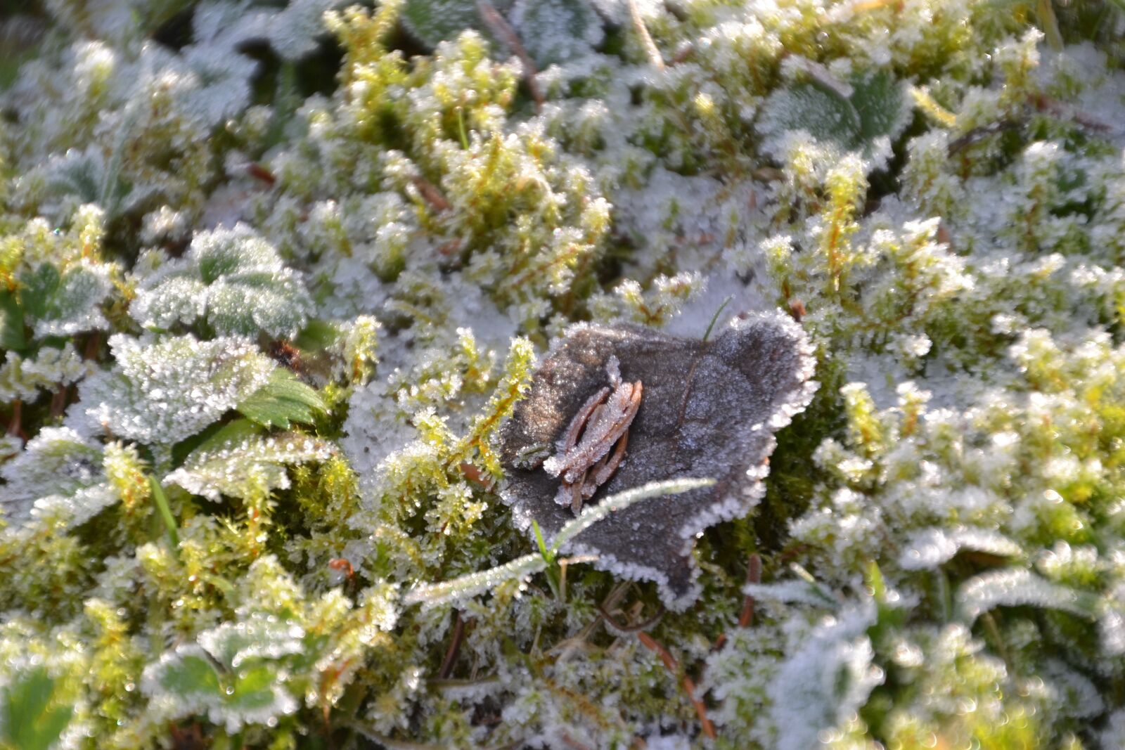 Nikon D3100 sample photo. Hoarfrost, cold, winter photography
