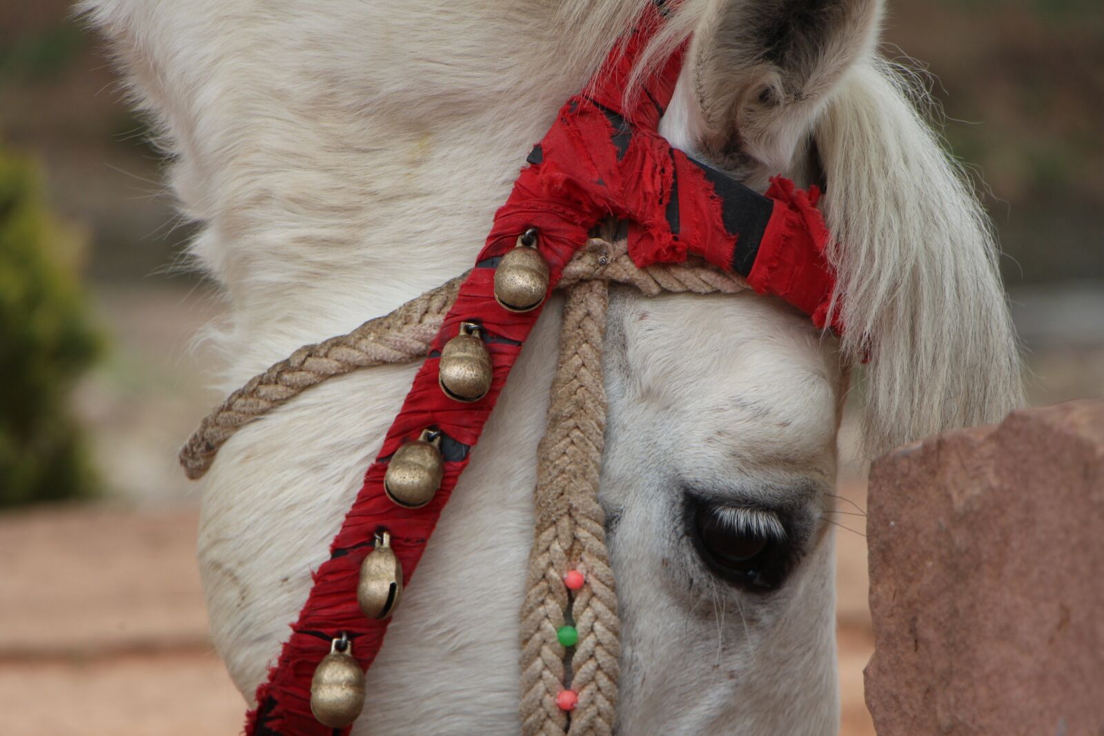 Canon EOS 650D (EOS Rebel T4i / EOS Kiss X6i) sample photo. Animal, horse, detail photography
