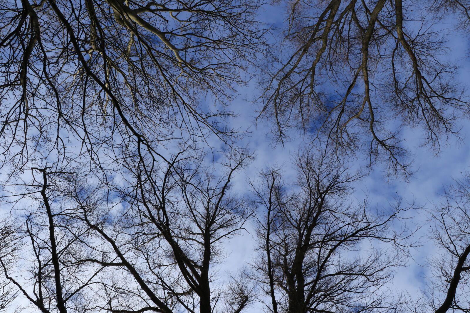 Canon EF-S 18-135mm F3.5-5.6 IS USM sample photo. Trees, treetops, branches photography