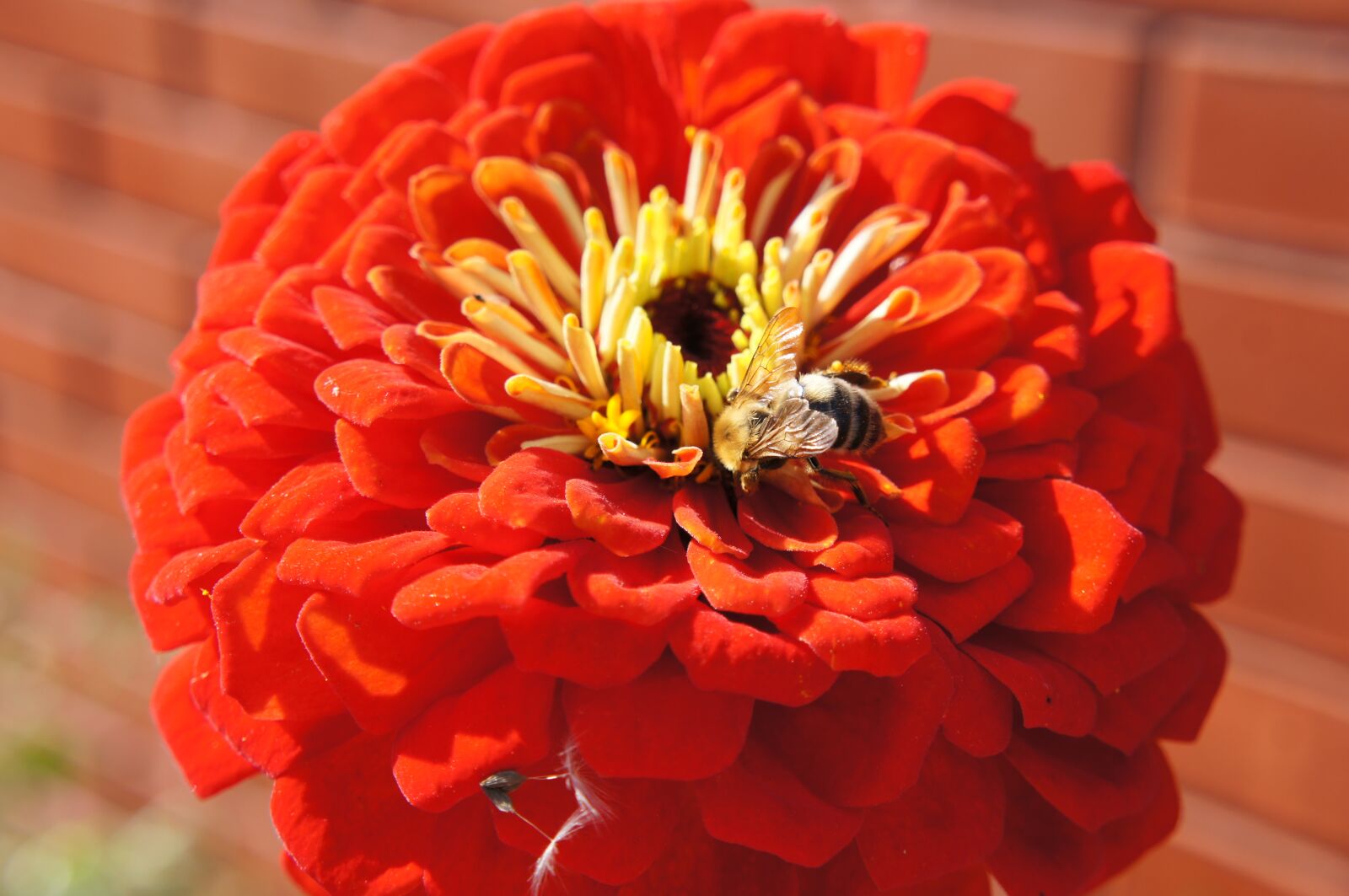 Sony Alpha NEX-C3 + Sony E 18-55mm F3.5-5.6 OSS sample photo. Flowers, bumblebee, bee photography