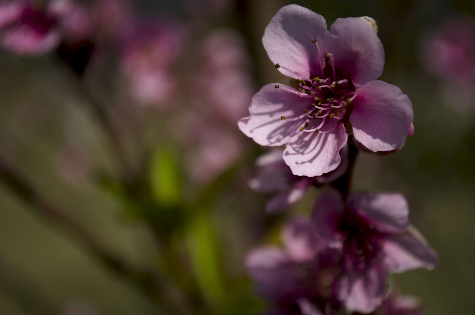 Nikon D5100 sample photo. Flowers, rosa, spring photography