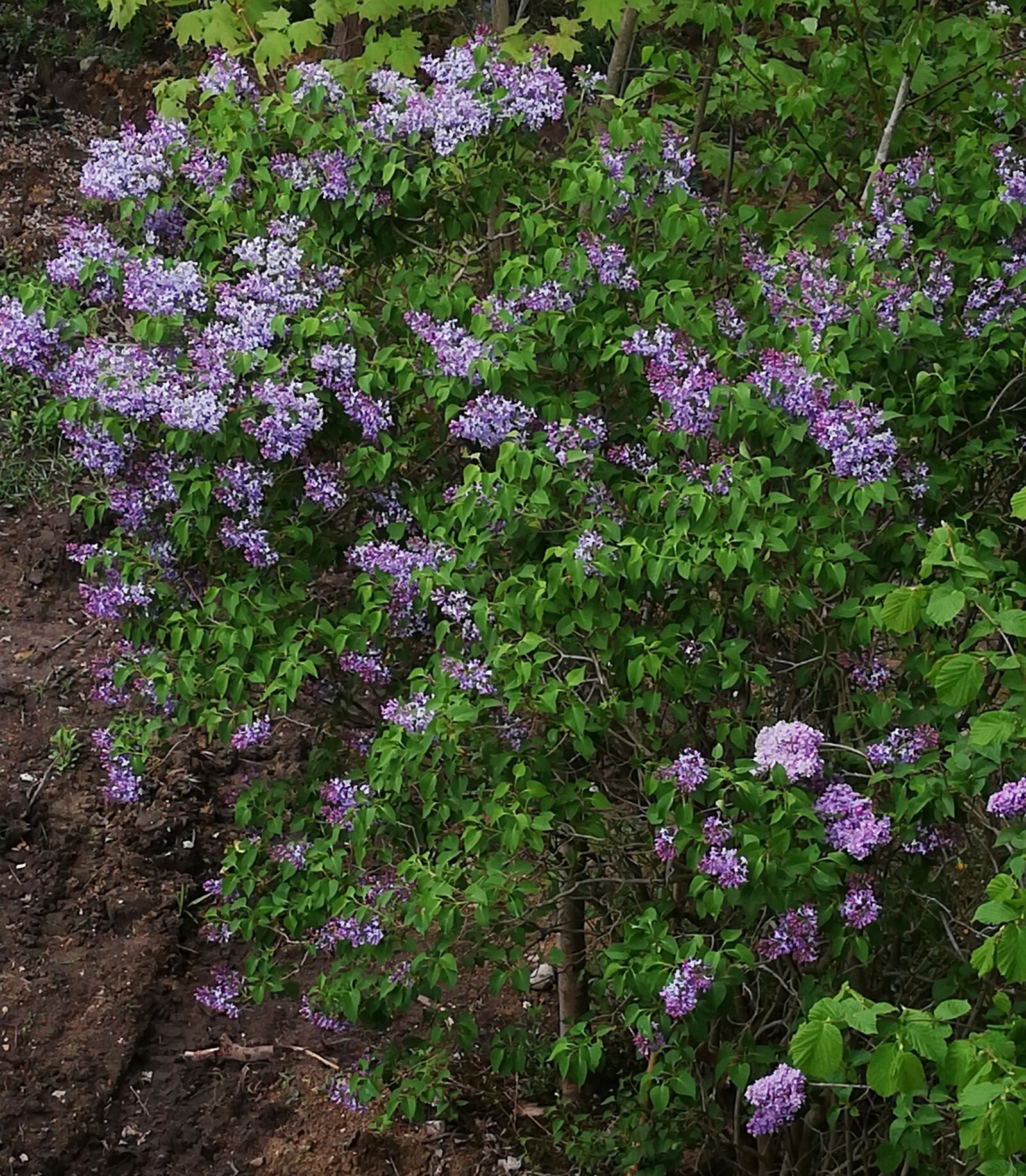 HUAWEI RNE-L21 sample photo. Lilac, blossoms, flowers photography