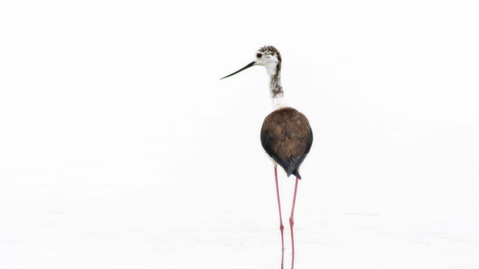 Nikon D7200 sample photo. High key, bird, landscape photography