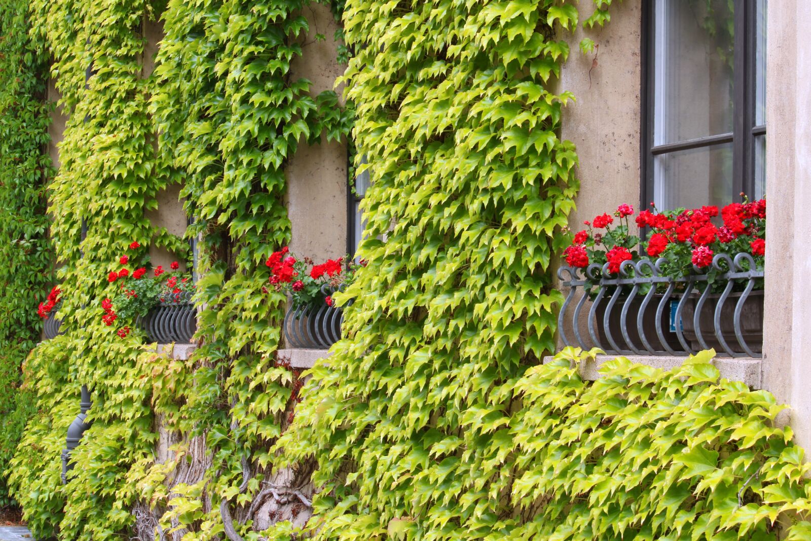 Canon EF-S 55-250mm F4-5.6 IS STM sample photo. Facade, wine partner, house photography