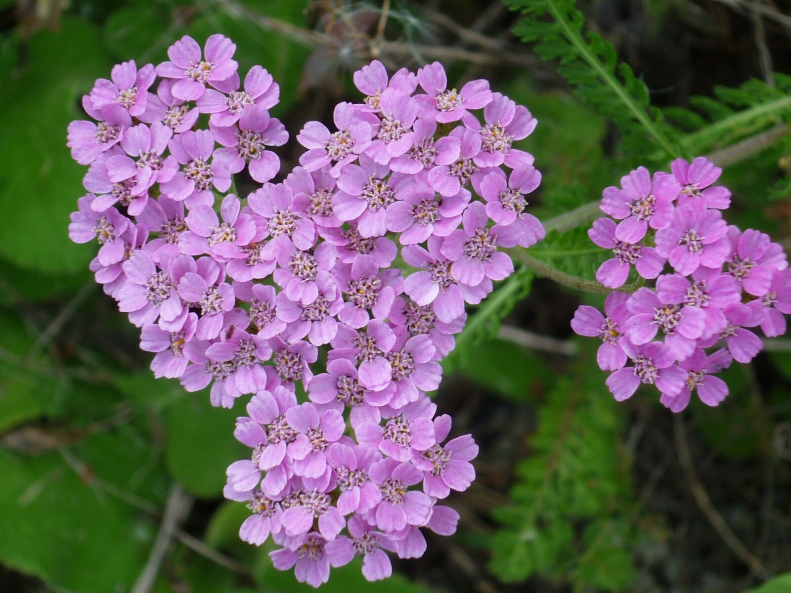Panasonic Lumix DMC-FS6 sample photo. Flower grape, stonecrop, pink photography