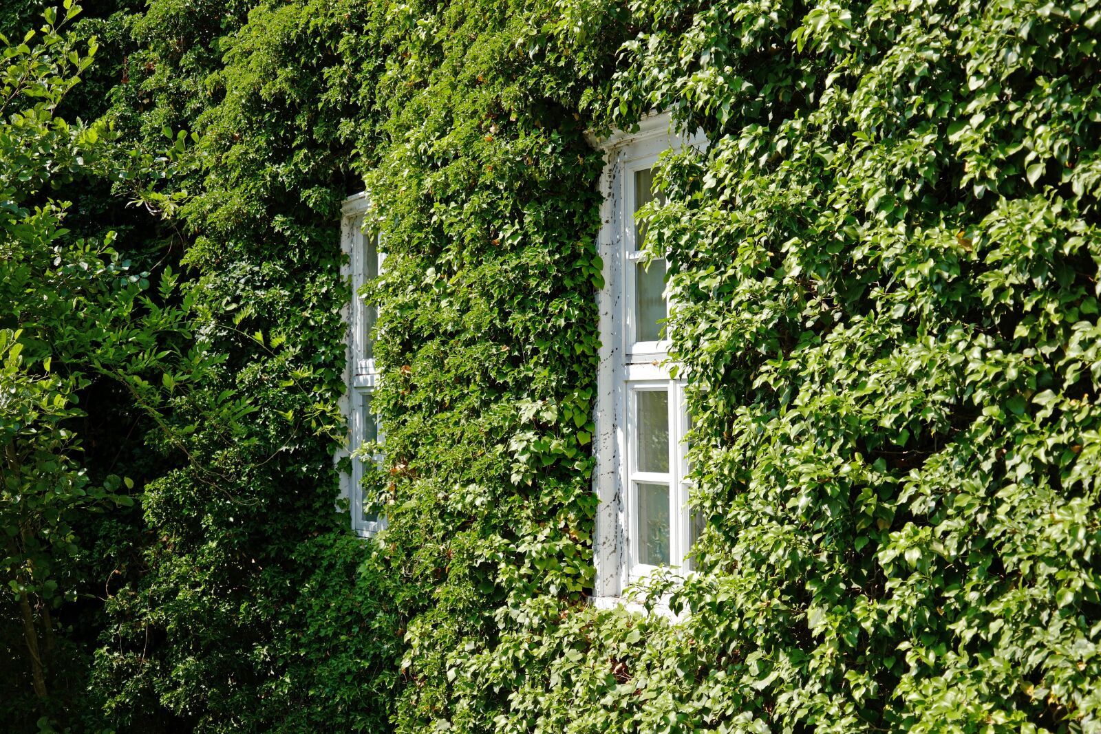 Leica CL sample photo. Facade, ivy, window photography