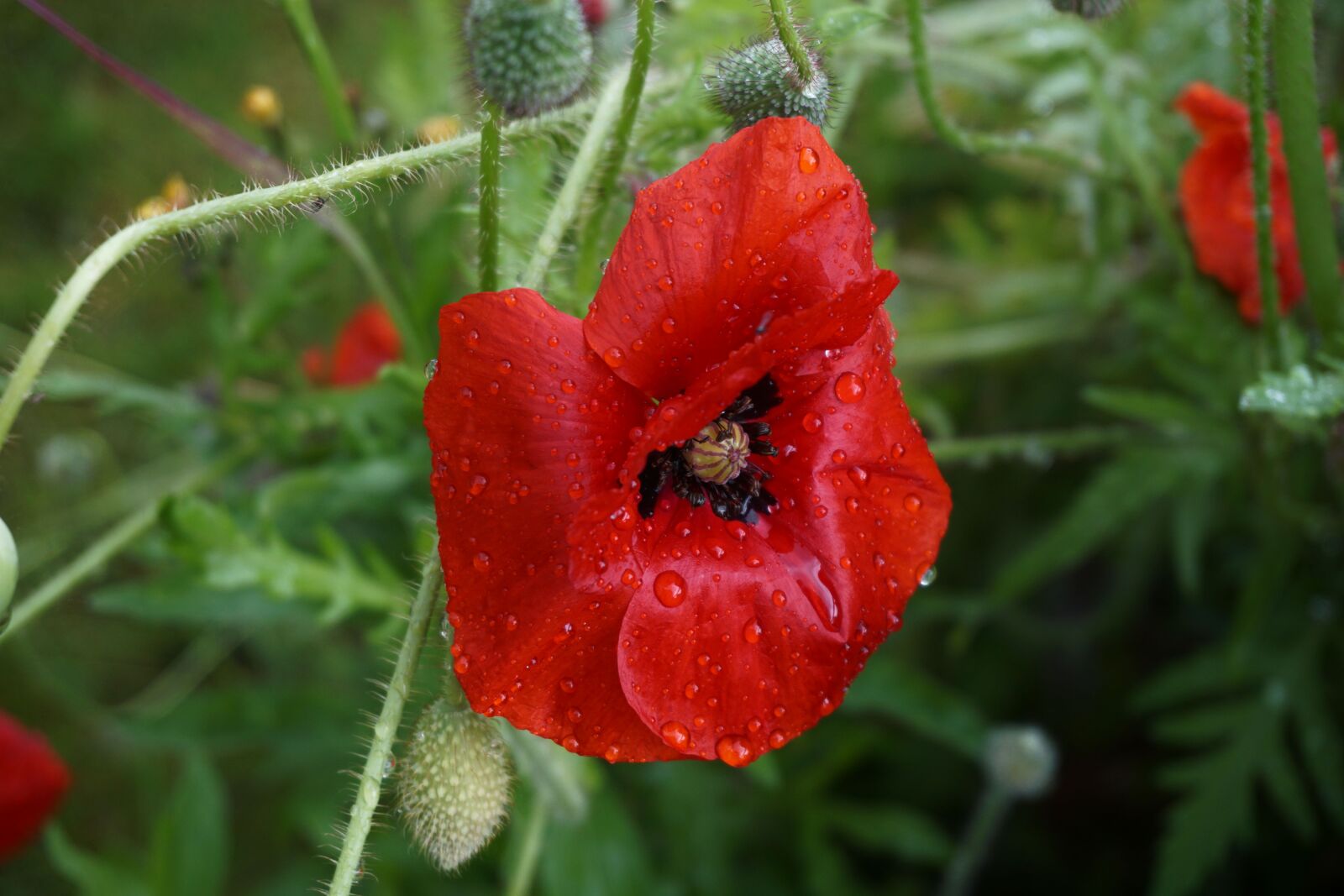 Sony a6000 sample photo. Botanique, coquelicot, fleur, fleur photography