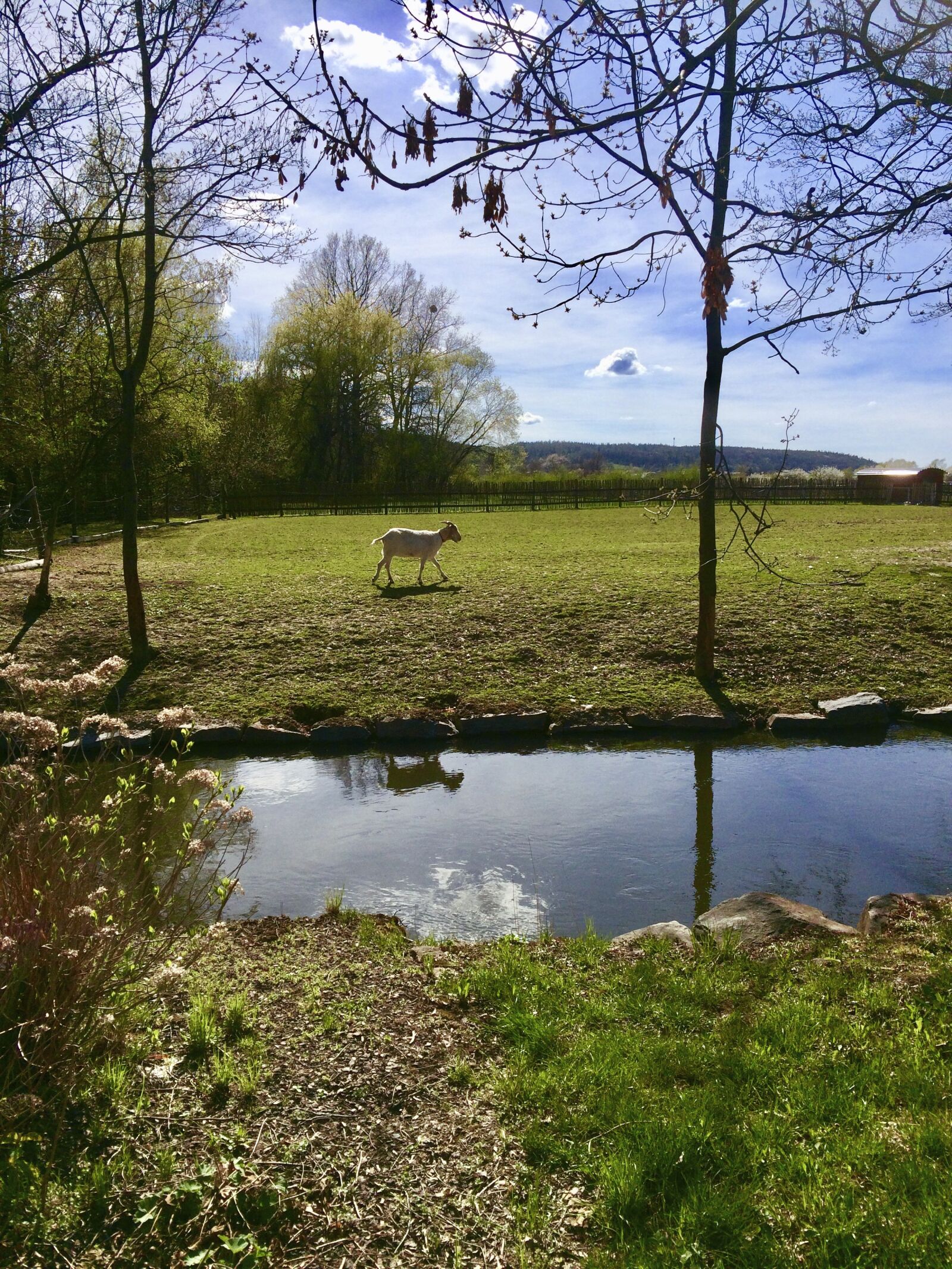 iPhone 5s back camera 4.15mm f/2.2 sample photo. River, nature, goat photography