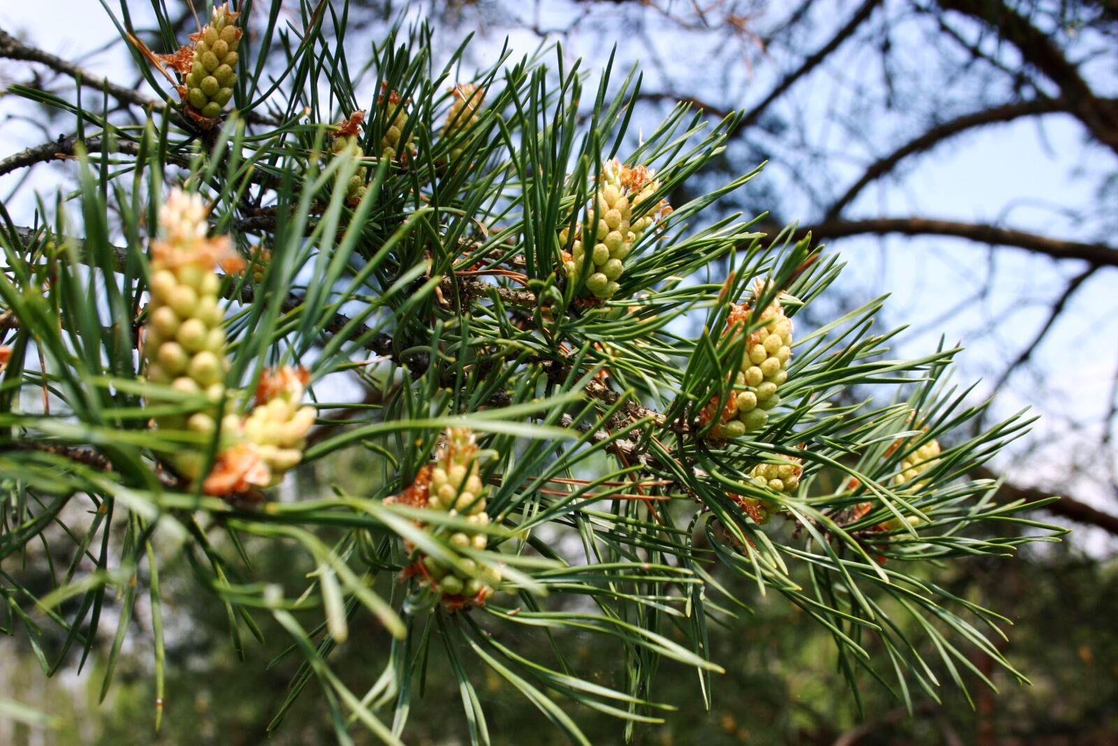 Canon EOS 300D (EOS Digital Rebel / EOS Kiss Digital) sample photo. Conifer, donuts, needles photography