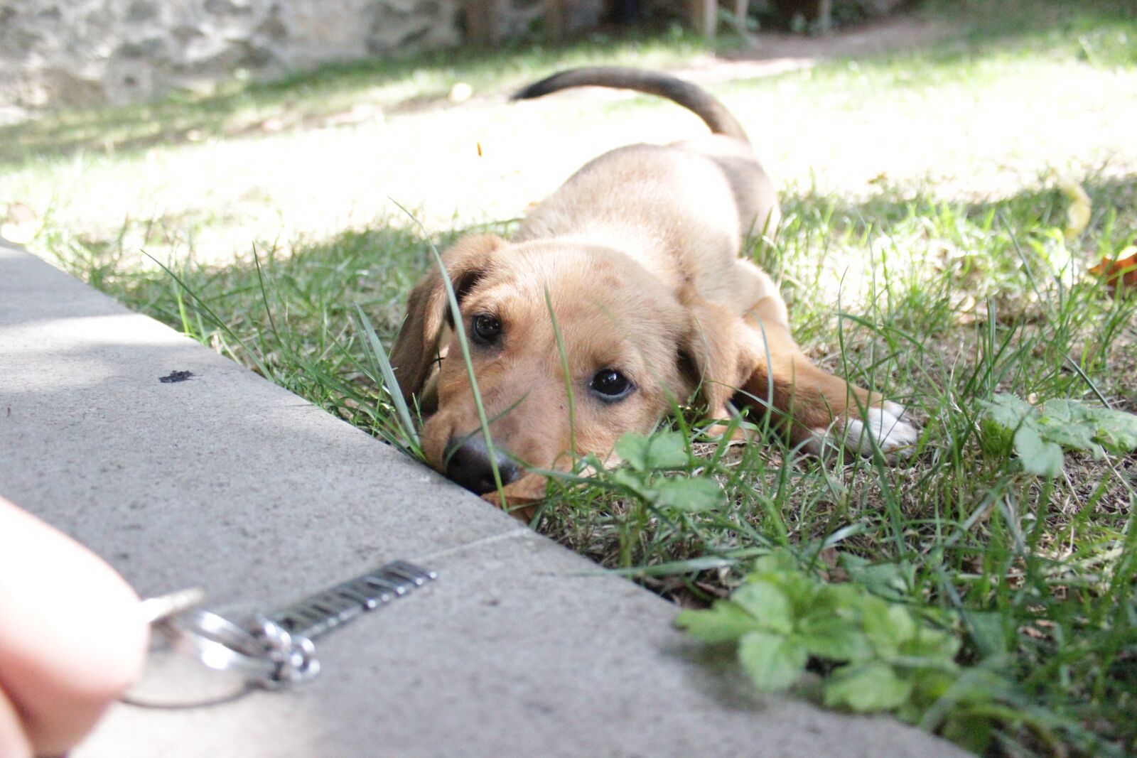 Canon EOS 550D (EOS Rebel T2i / EOS Kiss X4) sample photo. Little, dog, puppy photography