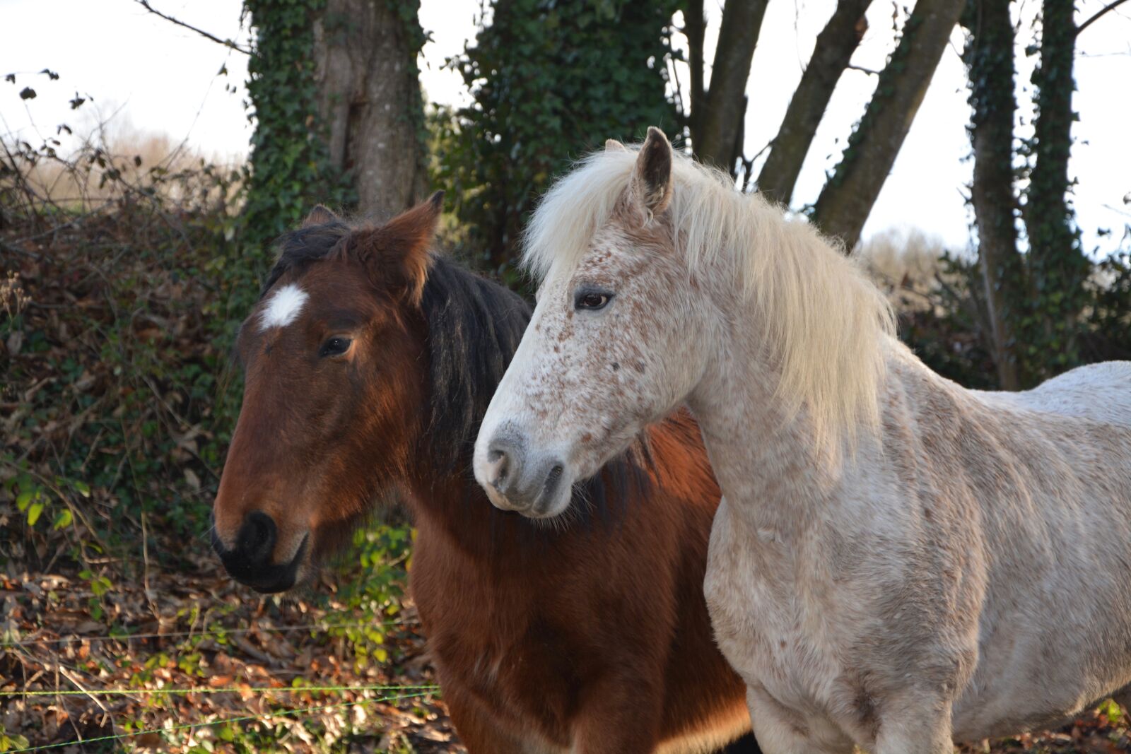 Nikon D5200 sample photo. Horses, equines, gelding photography