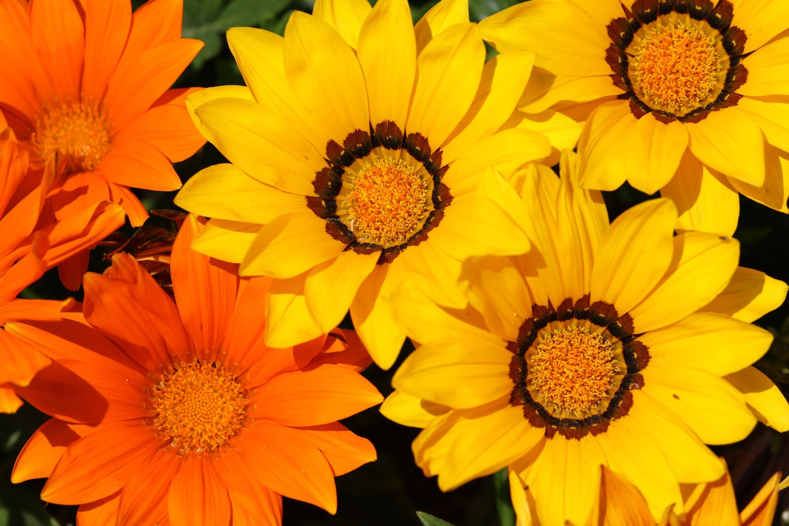 Canon EOS 7D Mark II sample photo. Let honiara, chrysanthemum decoration photography