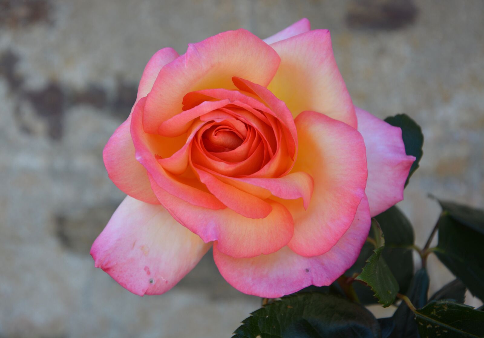 Nikon D5200 sample photo. Pink, flower, pink flowers photography