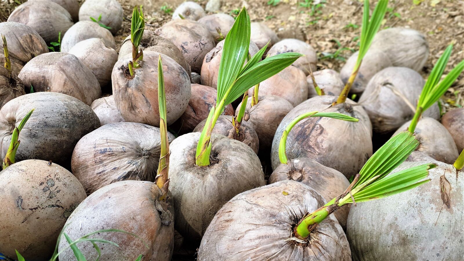 Samsung Galaxy S9 sample photo. Coconut fruit, tropical fruits photography