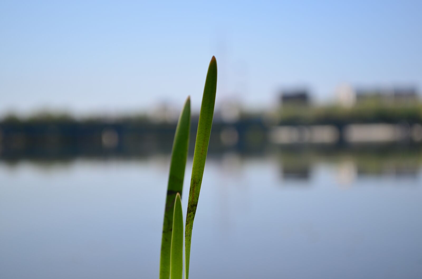 Nikon D5100 sample photo. Plant, pond, nature photography