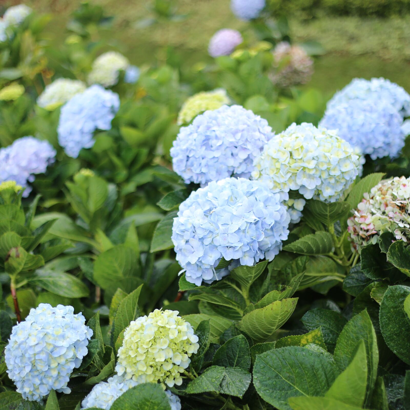 Canon EF 50mm F1.8 II sample photo. Flower, dalat, vietnam photography
