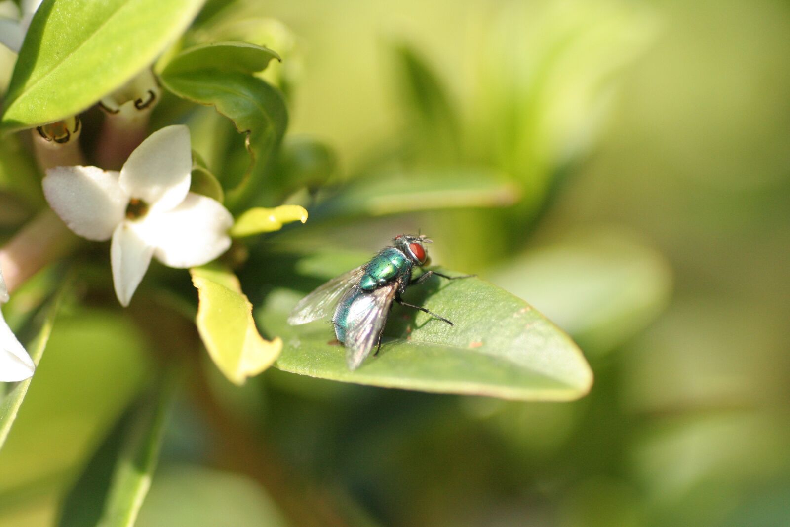 Canon EOS 350D (EOS Digital Rebel XT / EOS Kiss Digital N) sample photo. Fly, nature, plant photography