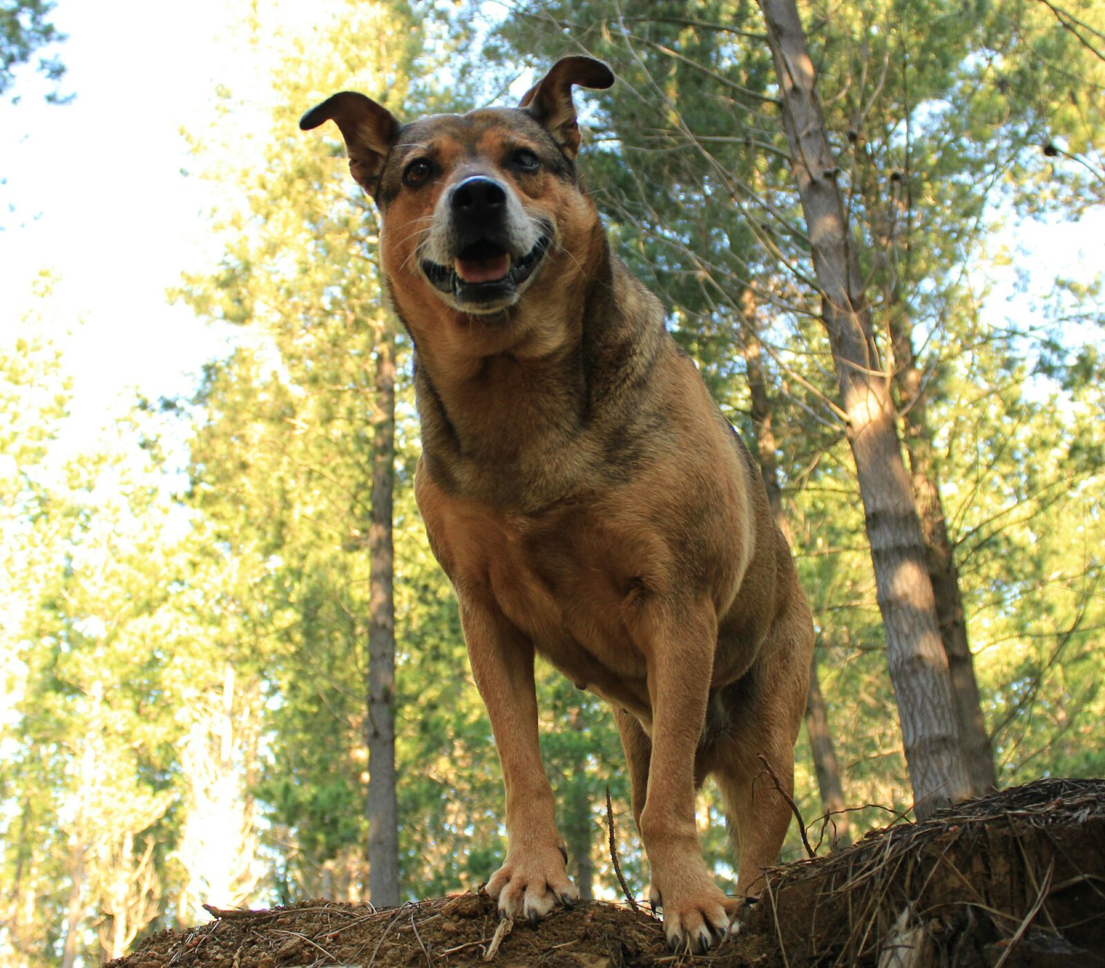 Canon EOS 1200D (EOS Rebel T5 / EOS Kiss X70 / EOS Hi) sample photo. Animal, autumn, black, breed photography