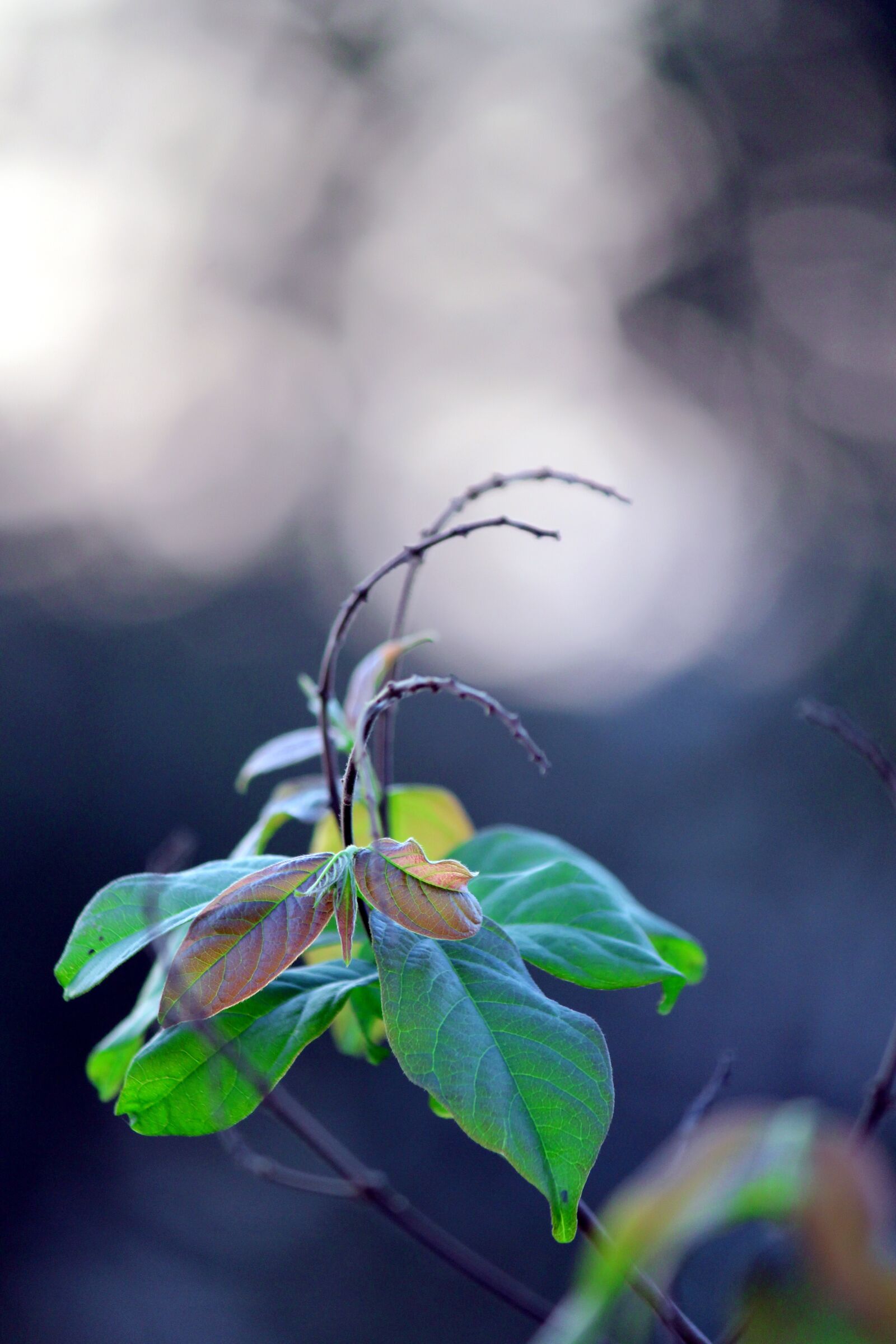 Canon EOS 700D (EOS Rebel T5i / EOS Kiss X7i) sample photo. Growing, vine, nature photography