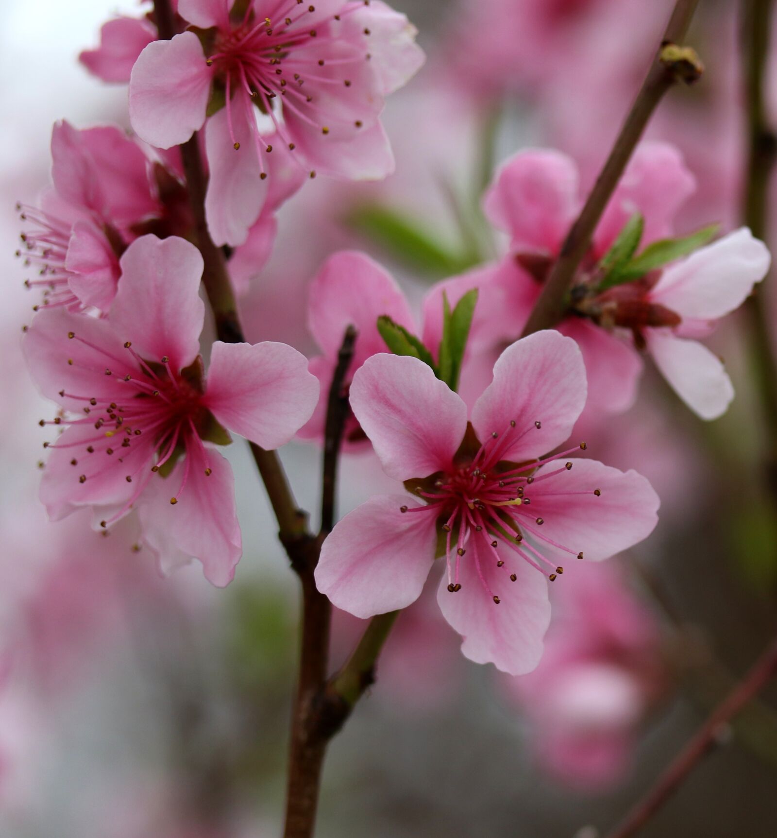 Canon EF-S 60mm F2.8 Macro USM sample photo. Flowers, pink, casey photography
