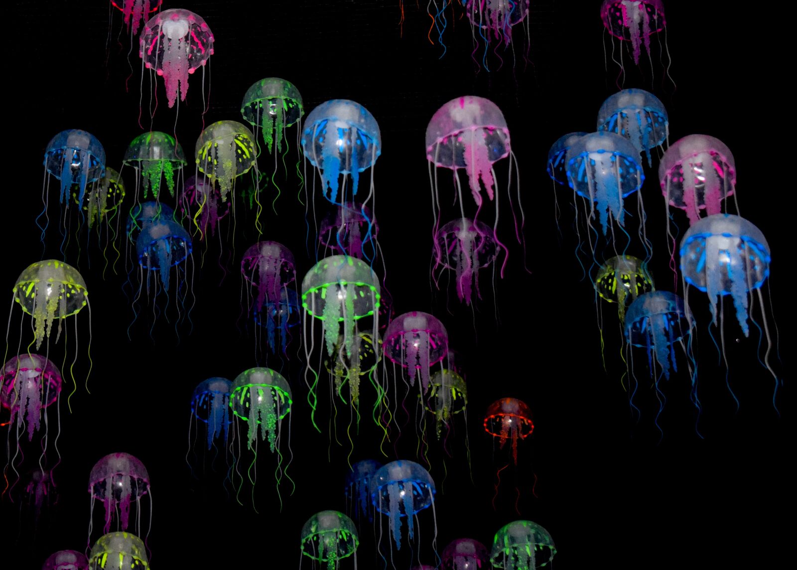 Nikon D3300 sample photo. Jellyfish, medusa, sea nettle photography
