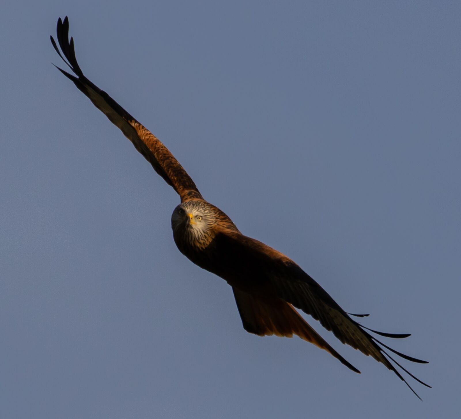 Canon EOS 7D Mark II sample photo. Red kite, flying, soaring photography