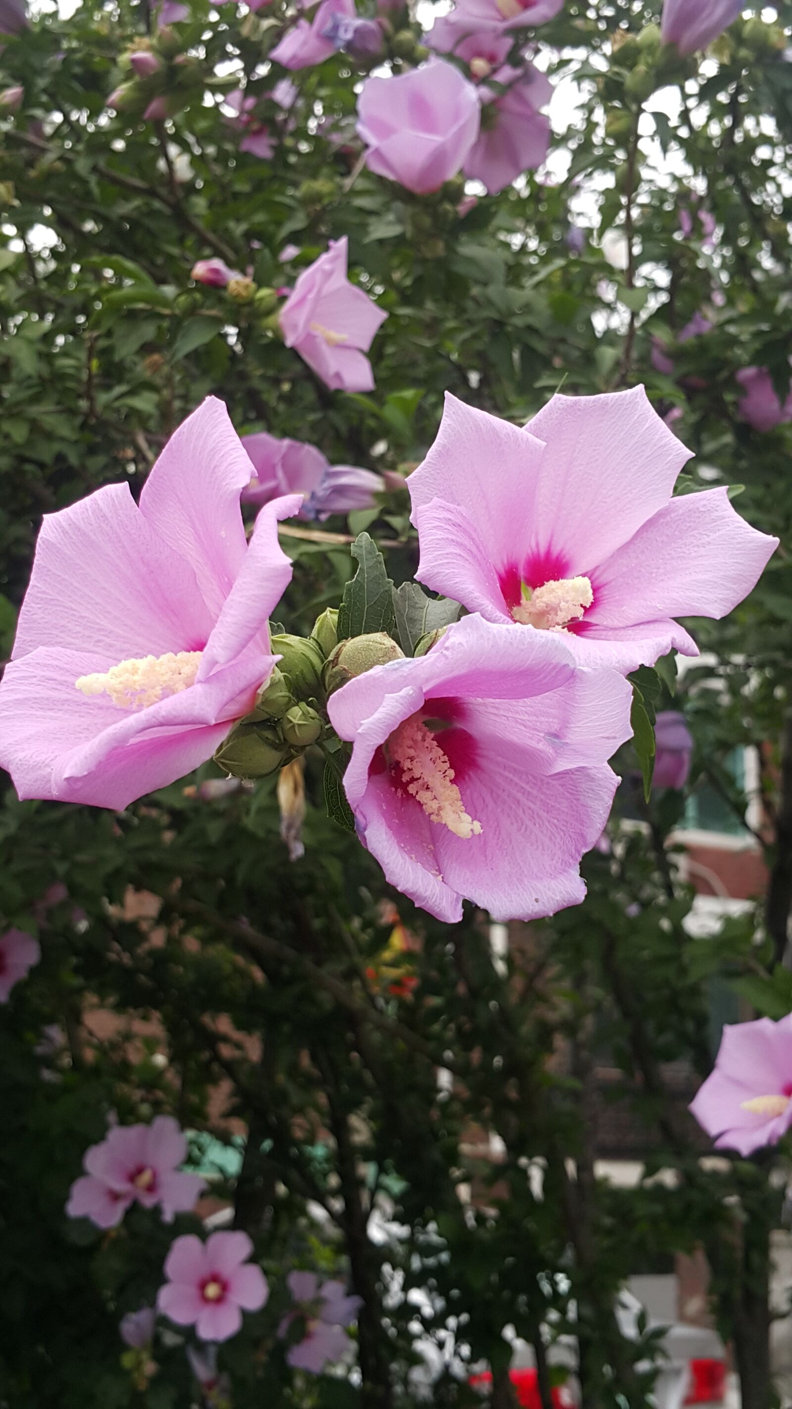 Samsung Galaxy Note4 sample photo. Rose of sharon, pink photography