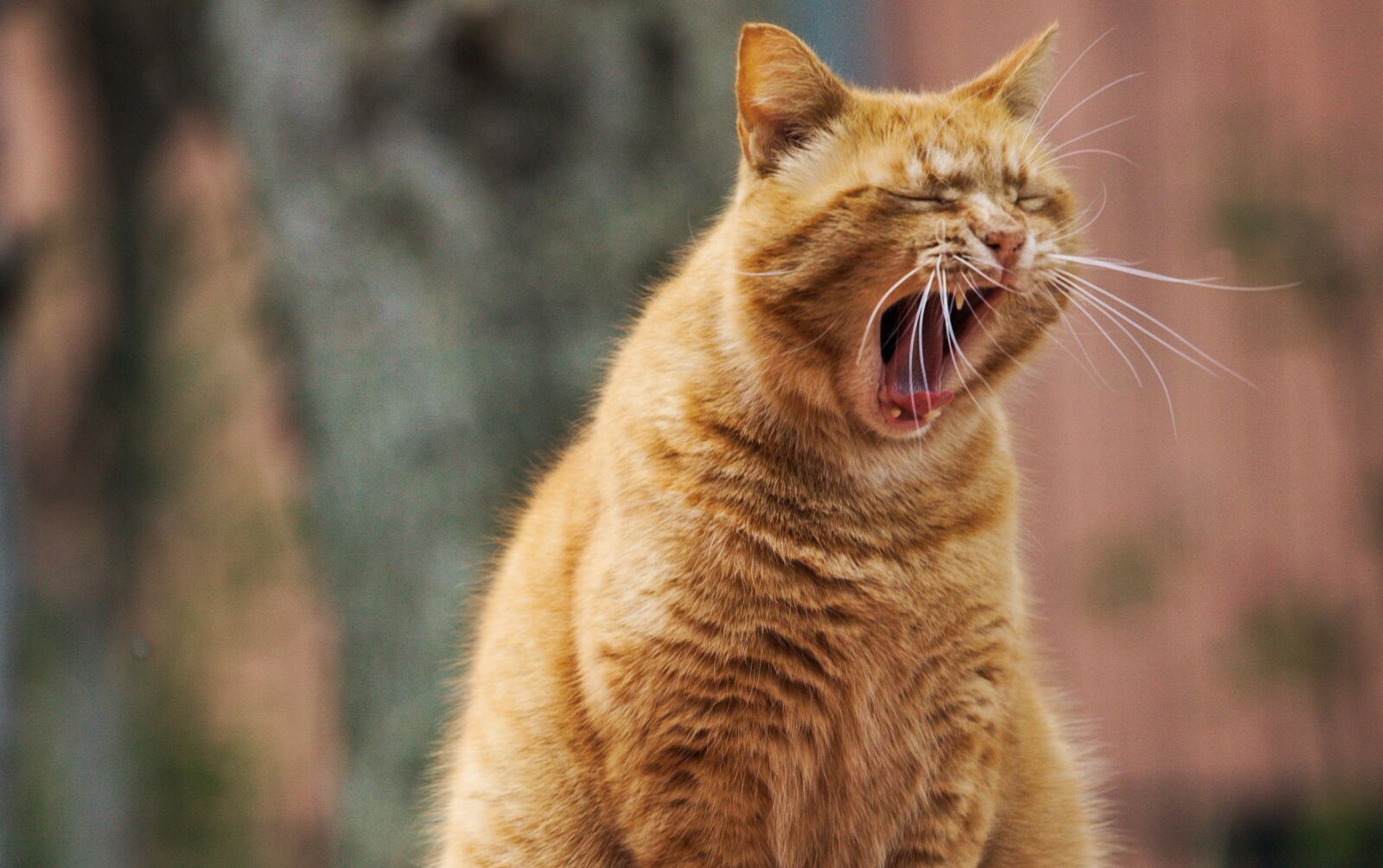 Canon EOS 5D Mark II sample photo. Cat, yawn, tooth photography