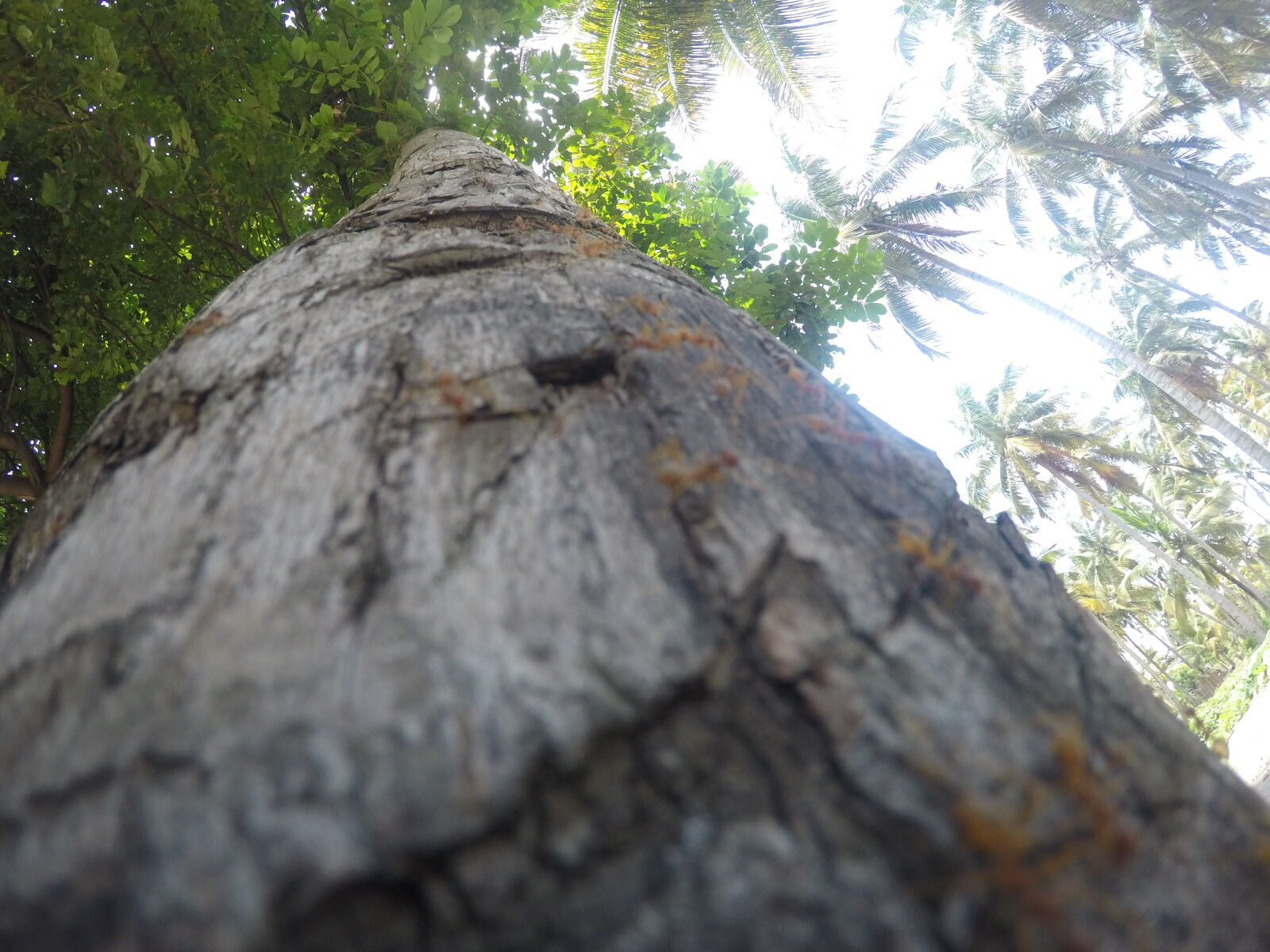 GoPro HERO4 Silver sample photo. Bark, blue, sky, fun photography