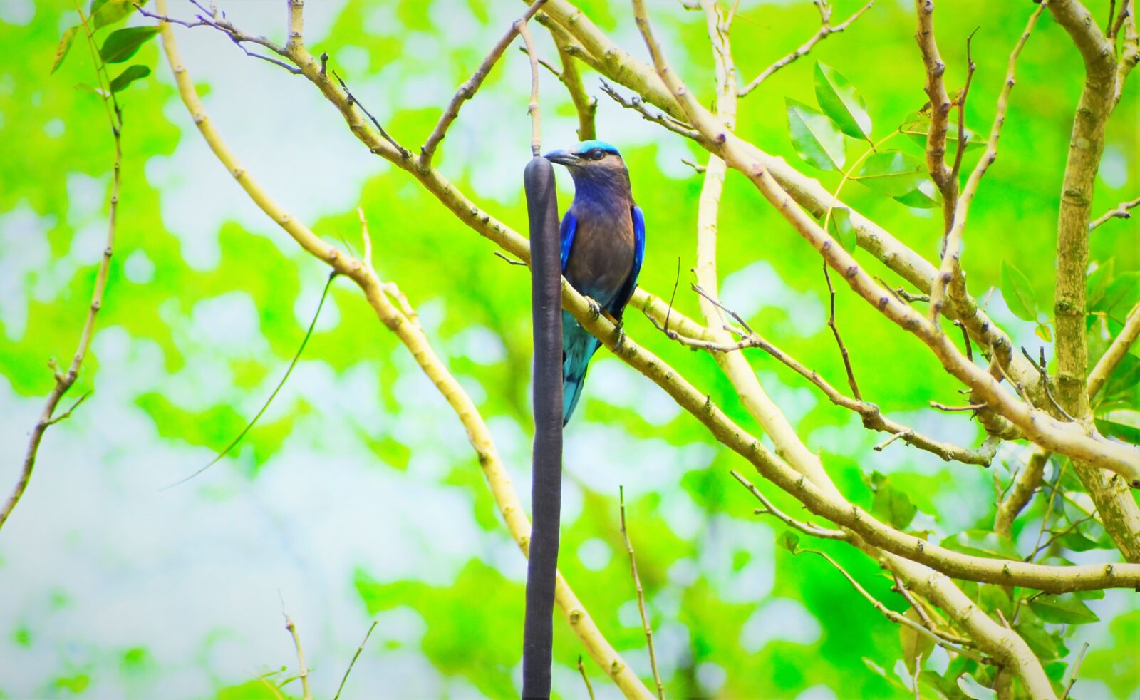 Nikon D5600 sample photo. Nature, bird, tree photography