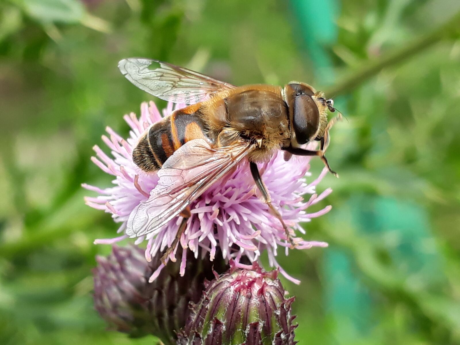 Samsung Galaxy A3(2017) sample photo. Thistle, fly, nature photography