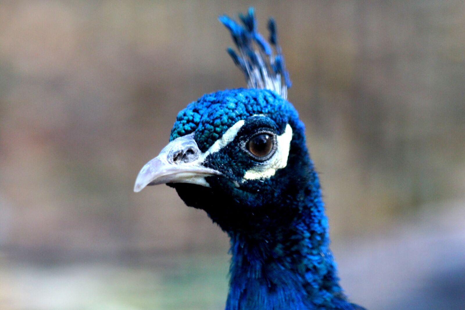 Canon EOS 650D (EOS Rebel T4i / EOS Kiss X6i) sample photo. Peacock, bird, head photography